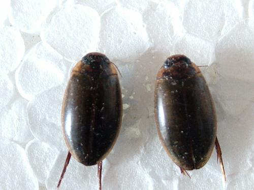 Rhantus suturalis